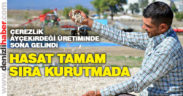 Çerezlik ayçiçeği üretiminde sona gelindi