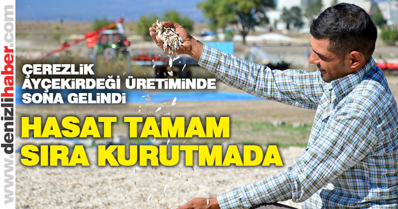 Çerezlik ayçiçeği üretiminde sona gelindi