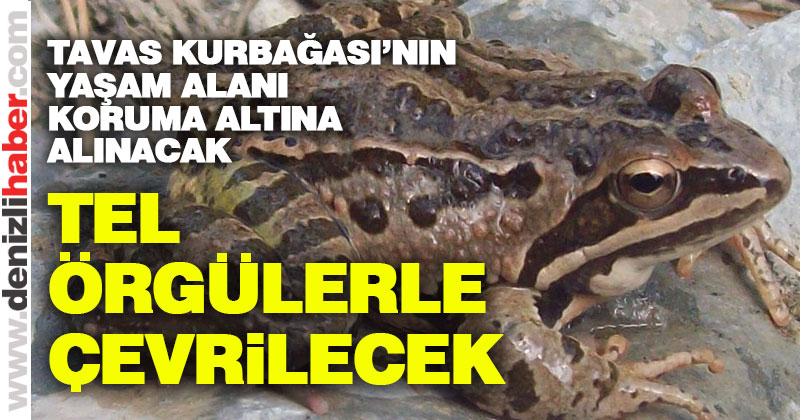Tavas Kurbağası’nın yaşam alanı koruma altına alınacak