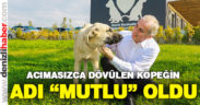 Şiddete maruz kalan sokak köpeğine Büyükşehir Belediyesi sahip çıktı