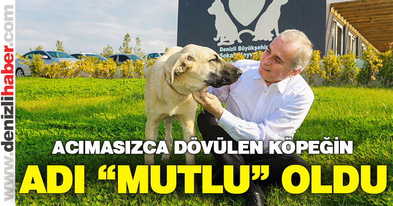 Şiddete maruz kalan sokak köpeğine Büyükşehir Belediyesi sahip çıktı
