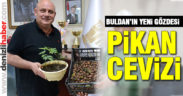 Buldan’ın yeni gözdesi pikan cevizi