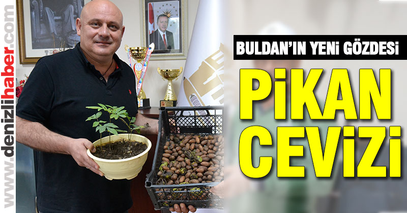 Buldan’ın yeni gözdesi pikan cevizi
