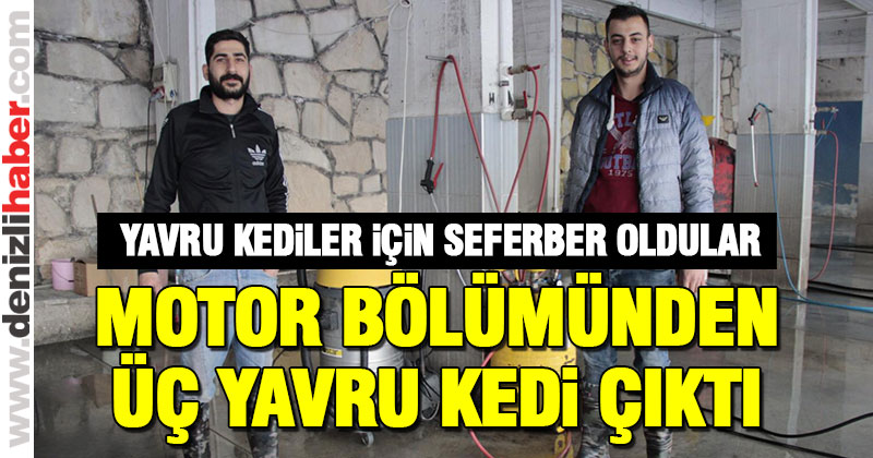 Aracın motor bölümündeki üç yavru kedi için seferber oldular