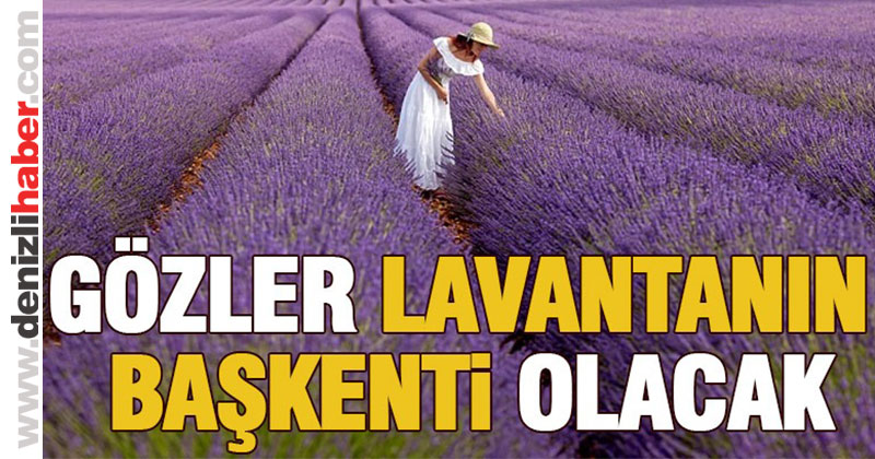 Gözler’de 200 dönüm araziye lavanta fidanı dikilecek