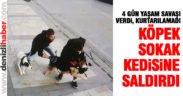 Köpeğin saldırısına uğrayan sokak kedisi kurtarılamadı