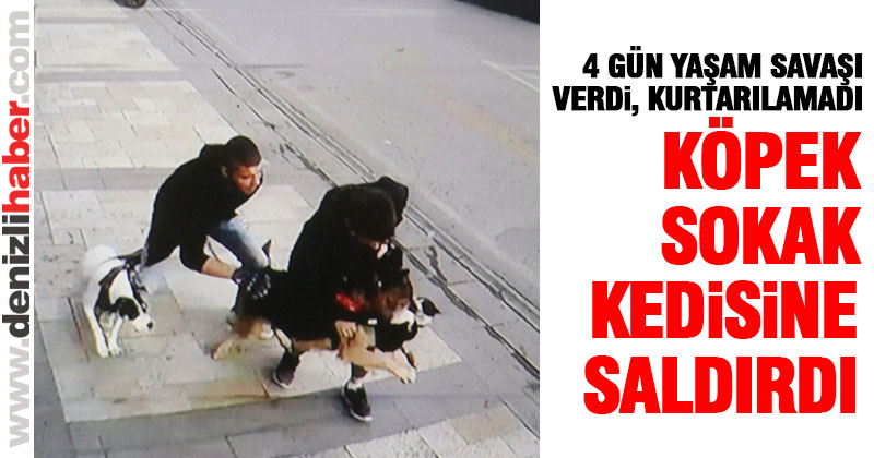 Köpeğin saldırısına uğrayan sokak kedisi kurtarılamadı