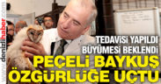 Yavru Peçeli Baykuş özgürlüğüne kavuştu