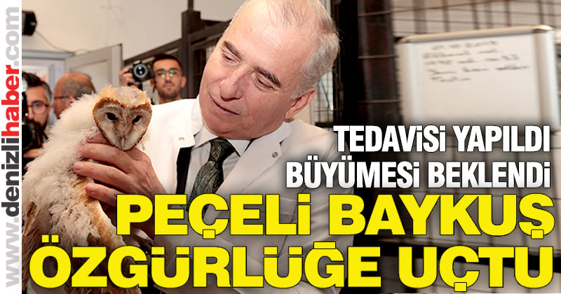 Yavru Peçeli Baykuş özgürlüğüne kavuştu
