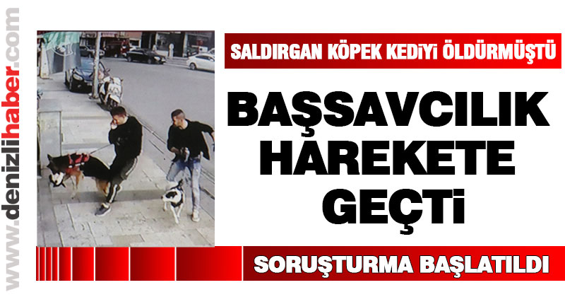 Sokak kedisini öldüren köpeğin sahibi hakkında soruşturma başlatıldı