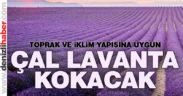 Çal’da lavanta üretimi için seferberlik başlatıldı