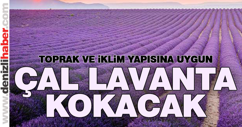 Çal’da lavanta üretimi için seferberlik başlatıldı