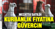 Cins güvercinler kurbanlık fiyatına satıldı