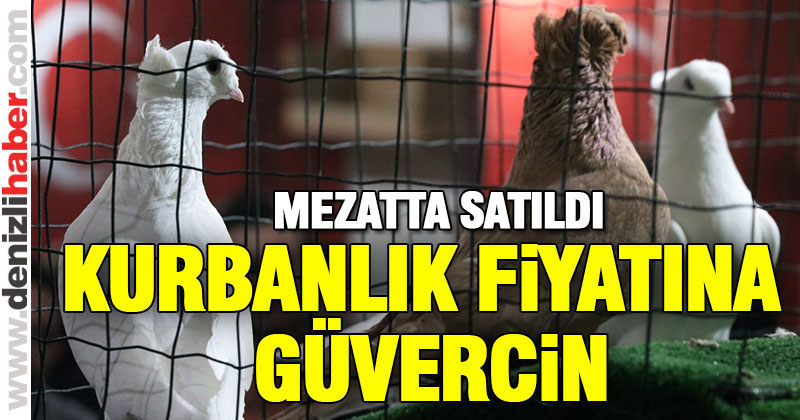 Cins güvercinler kurbanlık fiyatına satıldı
