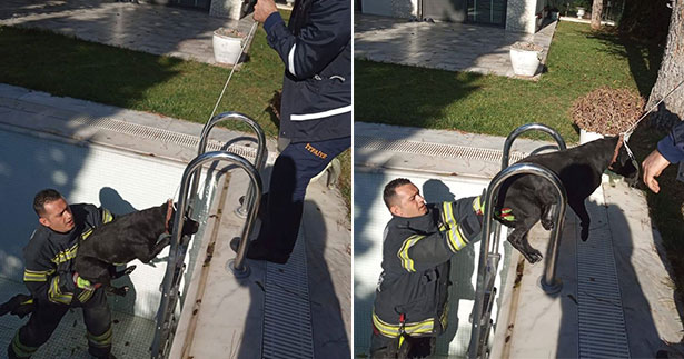 Köpeği boş havuzdan itfaiye çıkardı
