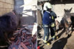 İtfaiyeden katır kurtarma operasyonu