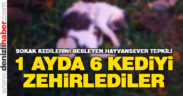1 ayda 6 kediyi zehirlediler