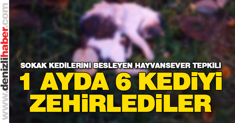 1 ayda 6 kediyi zehirlediler