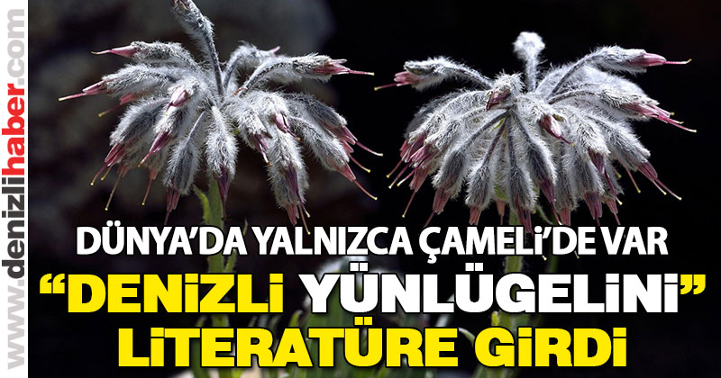 Denizli’de yeni bir bitki türü keşfedildi, “Denizli Yünlügelini” ismi verildi