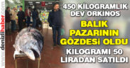 450 kilogramlık orkinos ilgi odağı oldu