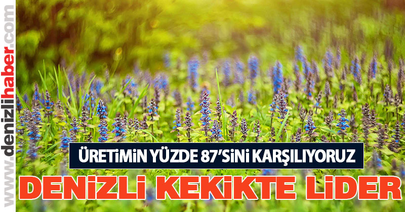 Denizli kekik üretiminde lider