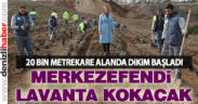 Merkezefendi lavanta kokacak