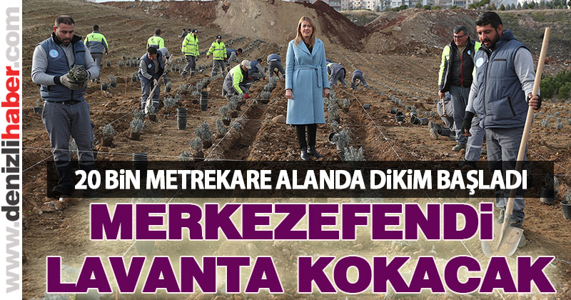Merkezefendi lavanta kokacak