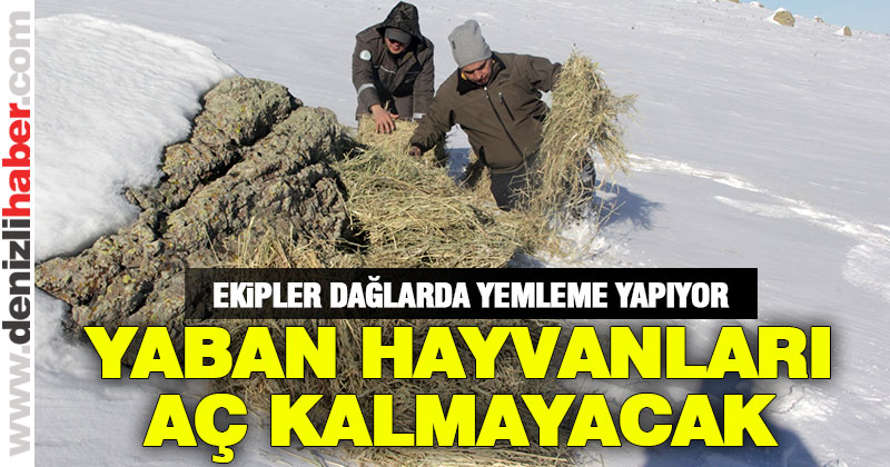Yaban hayvanları için yemleme yapılıyor