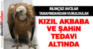 Avcılar tarafından vurulan akbaba ve şahin tedavi altında