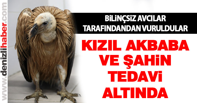 Avcılar tarafından vurulan akbaba ve şahin tedavi altında