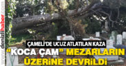 150 yıllık ağaç, mezarların üzerine devrildi