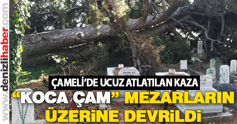 150 yıllık ağaç, mezarların üzerine devrildi