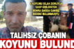 Dağda ölü bulunan çobanın gasp edilen koyunları bulundu