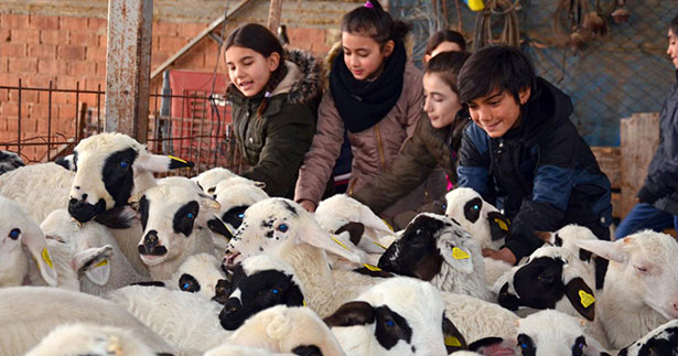 Tavaslı öğrenciler kuzularla buluştu