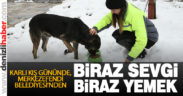 Merkezefendi Belediyesi, sokak hayvanlarını besledi