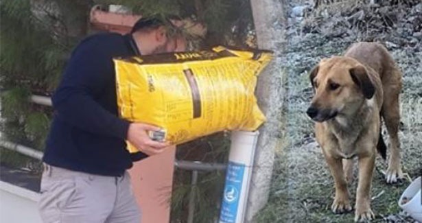 Ülkü ocakları üyeleri sokak hayvanlarını besledi