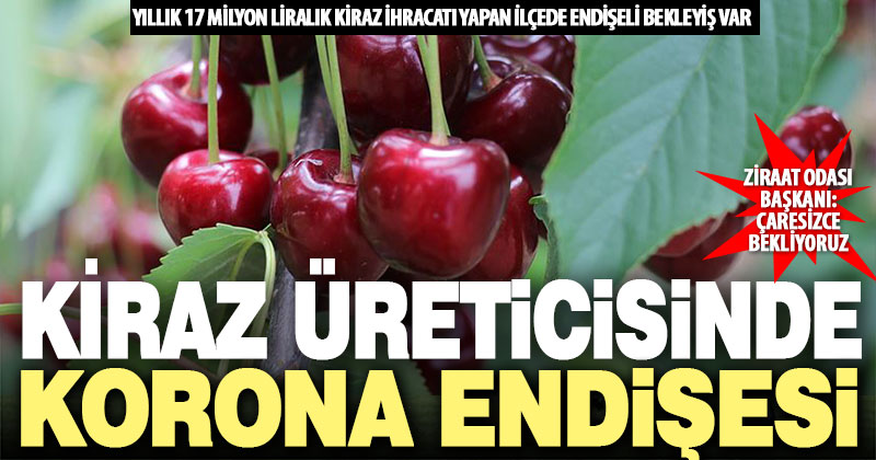 Kiraz üreticisinde ihracat endişesi