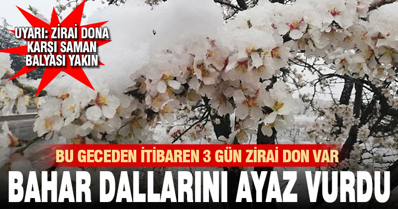 ‘Yalancı bahara’ aldanıp açan çiçeklerin üzerine kar yağdı