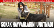 Merkezefendi Belediyesi’nden sokak hayvanları için beslenme odakları