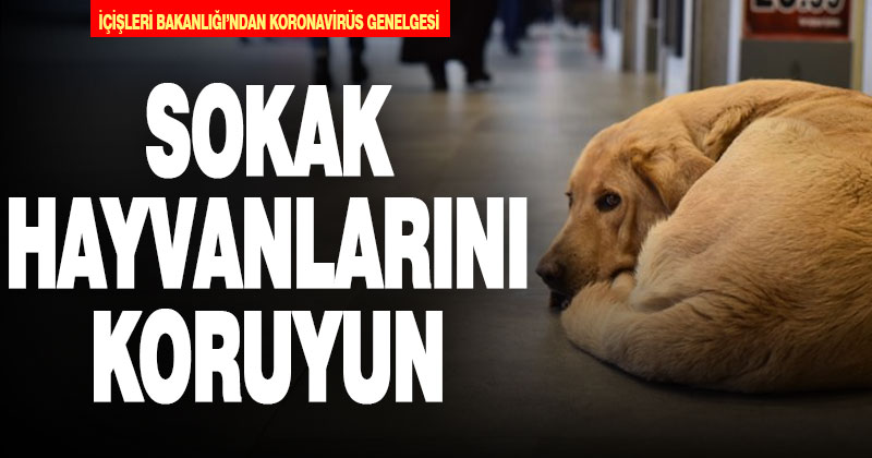 İçişleri Bakanlığı’ndan sokak hayvanları için genelge