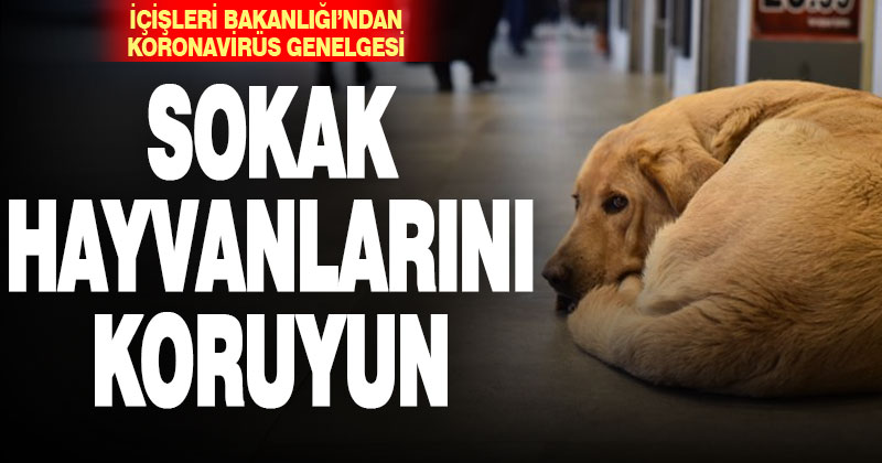 İçişleri Bakanlığı’ndan sokak hayvanları için genelge