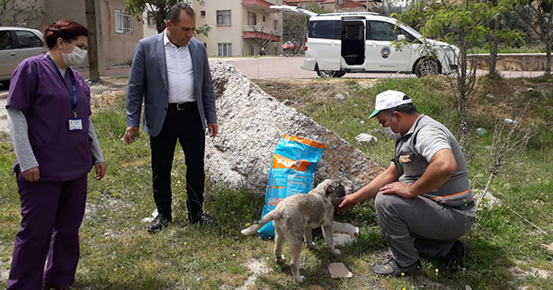 Buldan Belediyesi sokak hayvanlarını unutmadı