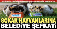 Sokağa çıkma yasağında, Büyükşehir sokak hayvanları için de seferber