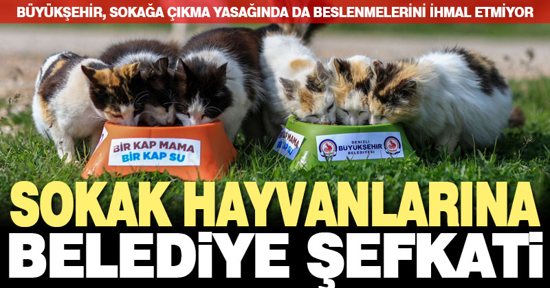 Sokağa çıkma yasağında, Büyükşehir sokak hayvanları için de seferber