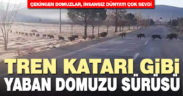 Tavas’ta tarlaya inen domuz sürüsü görüntülendi