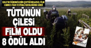 Denizli’nin tütün üretimi film oldu, 8 ödül aldı, dünyaca ünlü kataloğa girdi