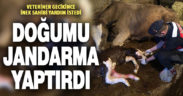 Veteriner gecikince doğumu jandarma yaptırdı