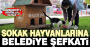Pamukkale Belediyesi sokak hayvanlarını unutmadı