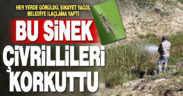 Çivrillileri korkutan sinek için ilaçlama