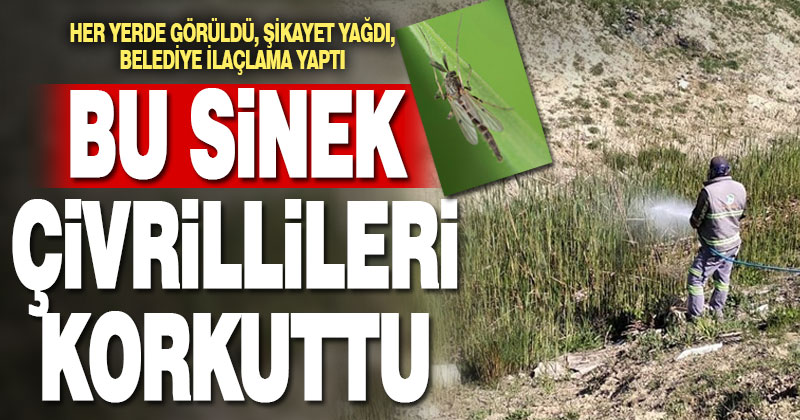 Çivrillileri korkutan sinek için ilaçlama